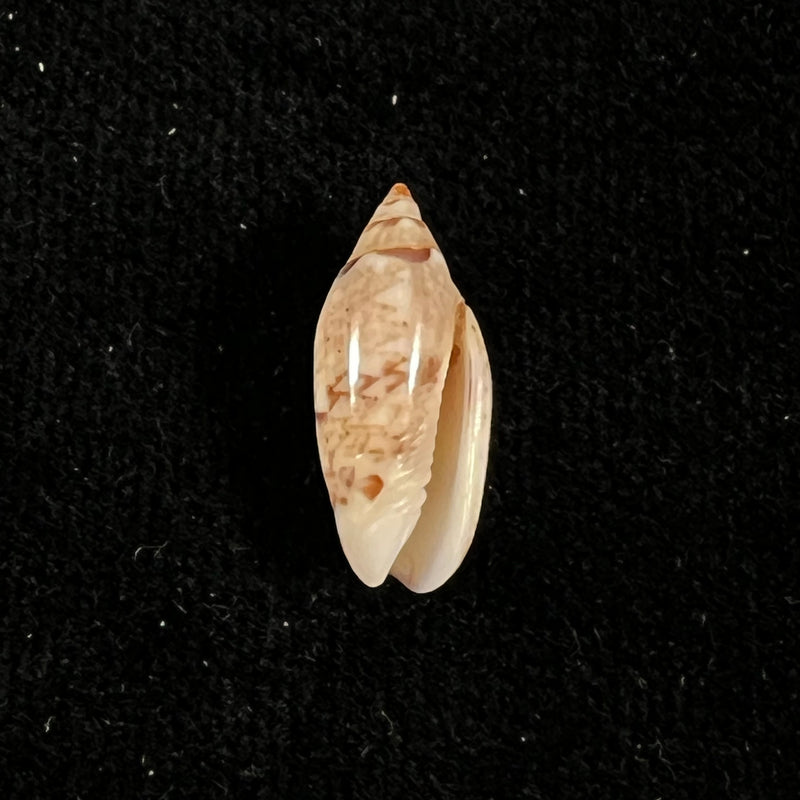 Oliva polita f. marquesana - 16,2mm