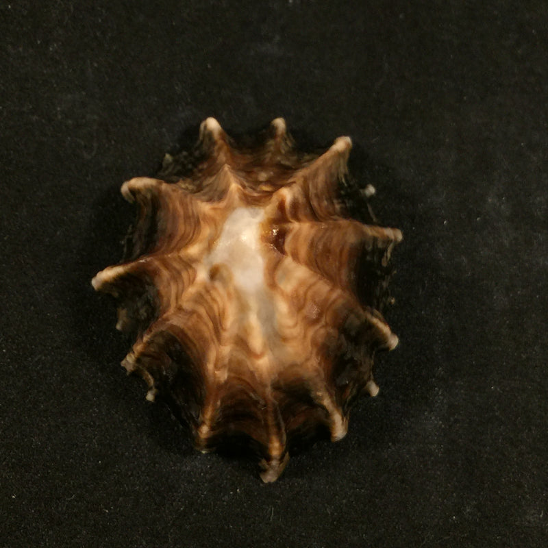 Siphonaria gigas G. B. Sowerby I, 1825