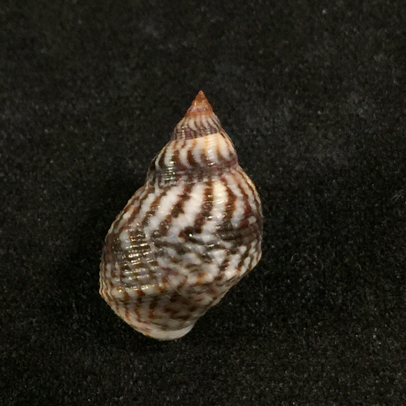 Echinolittorina lineolata (d'Orbigny, 1840)