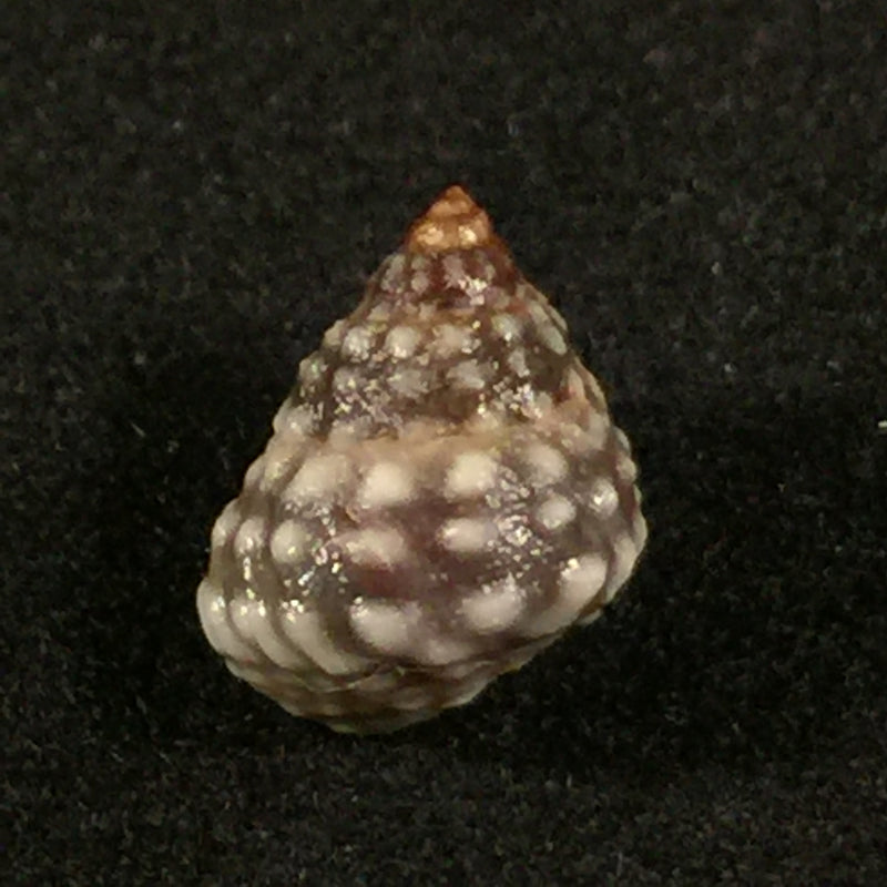Echinolittorina vermeiji (Bandel & Kadolsky, 1982)