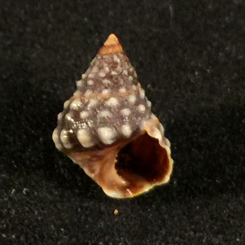 Echinolittorina vermeiji (Bandel & Kadolsky, 1982)