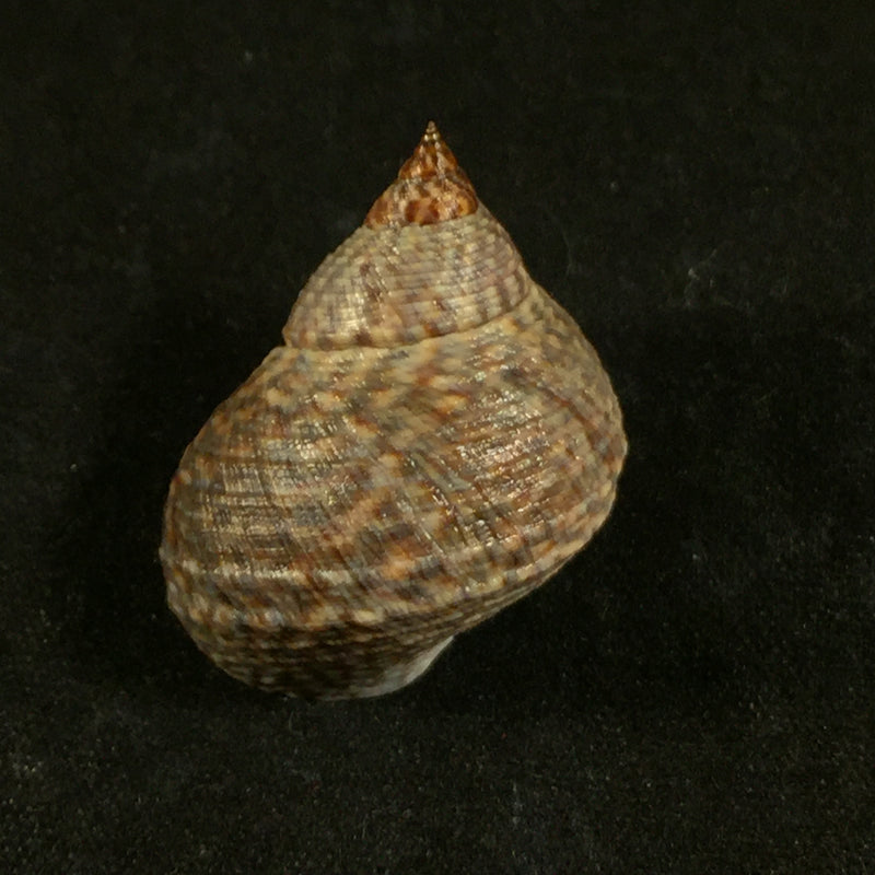 Echinolittorina aspera (Philippi, 1846)