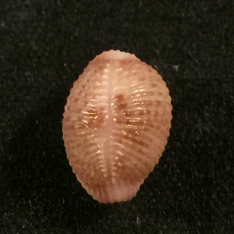 Niveria suffusa (J. E. Gray, 1827) - 10,3mm