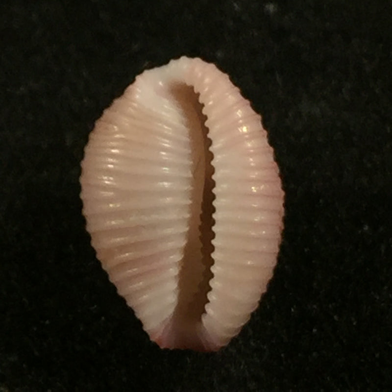 Niveria suffusa (J. E. Gray, 1827) - 10,3mm