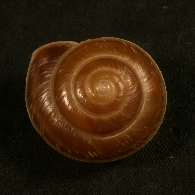 Trochomorpha merziana (L. Pfeiffer, 1853) - 22,6mm
