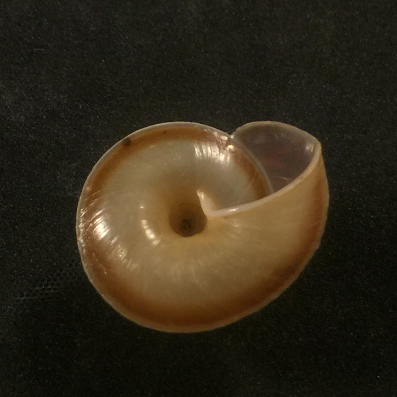 Trochomorpha merziana (L. Pfeiffer, 1853) - 22,7mm