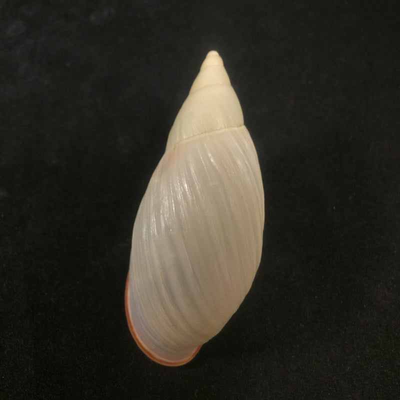 Aspastus miltocheilus manugiensis (B.Rensch, 1934) - 54,1mm