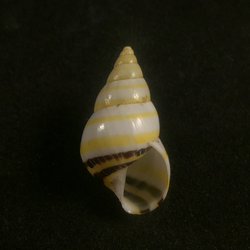 Drymaeus mexicanus primularis (Lamarck, 1822) - 24,5mm