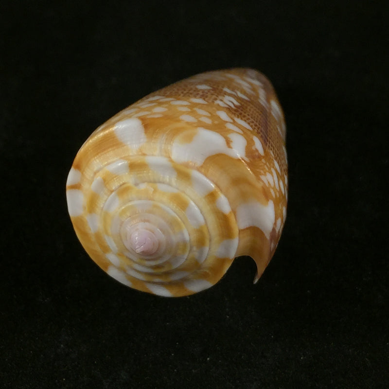 Conus nobilis victor Broderip, 1842 - 47,7mm