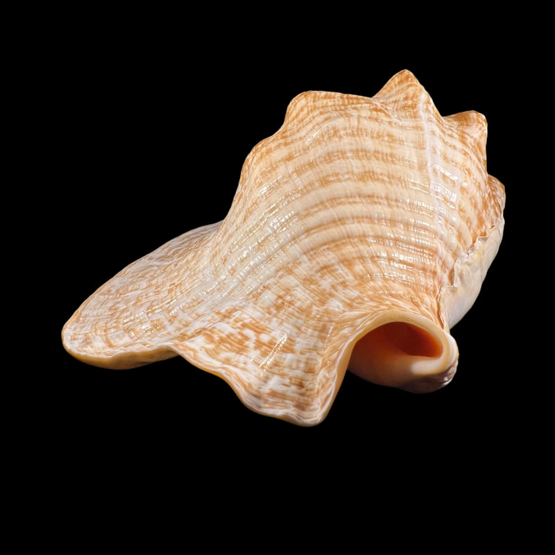 Titanostrombus goliath (Schröter, 1805) - 313,3mm