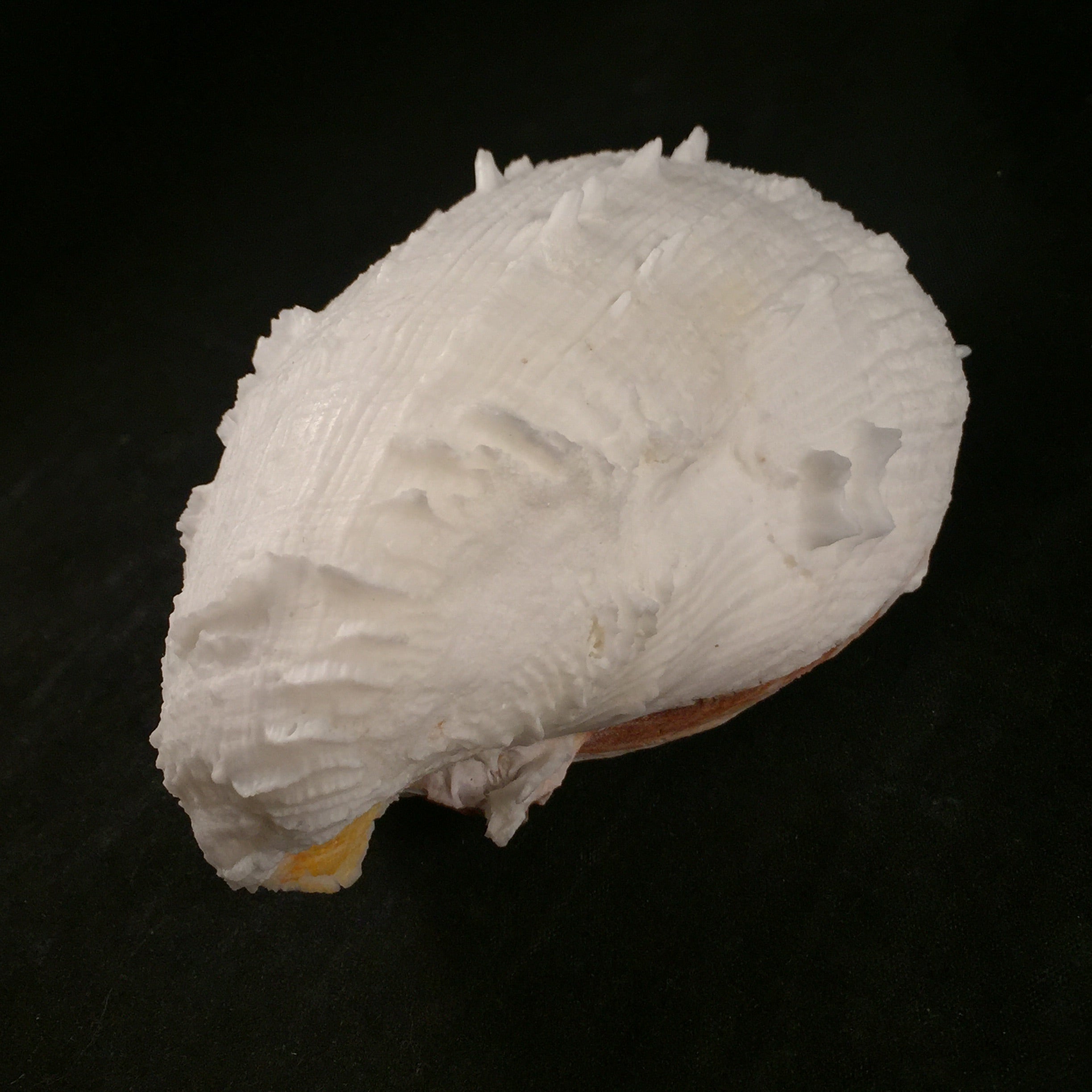 Spondylus ictericus Reeve, 1856 - 102毫米