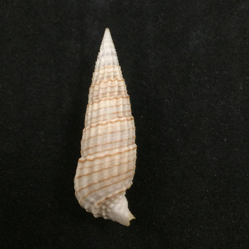 Rhinoclavis aspera (Linnaeus,1758) - 43,1mm