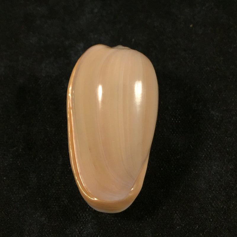 Prunum poulosi Lipe, 1996 - 31,3mm