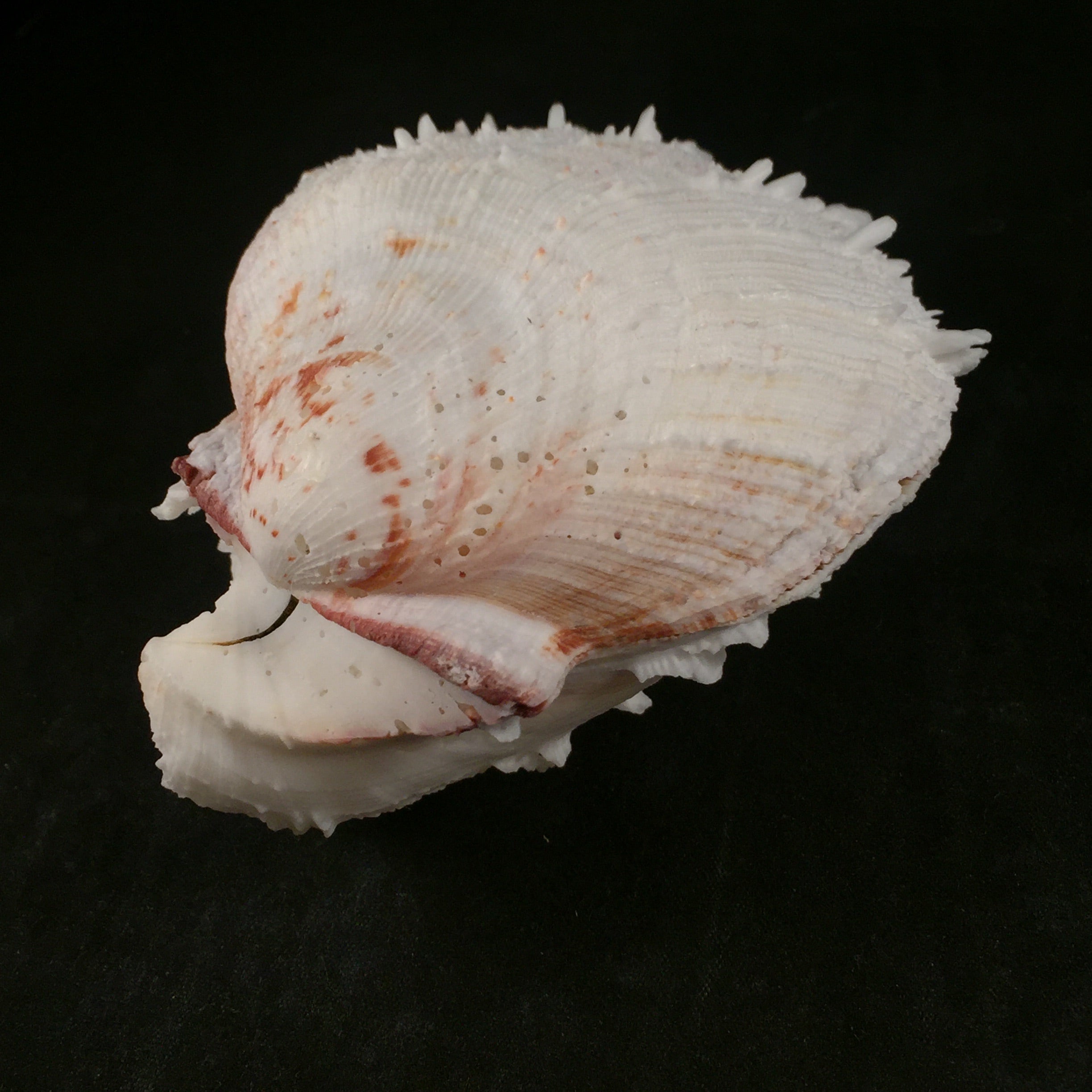 Spondylus ictericus Reeve, 1856 - 102毫米