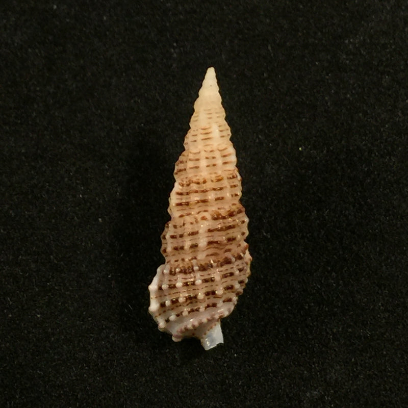 Cerithium muscarum Say, 1822 - 19,6mm
