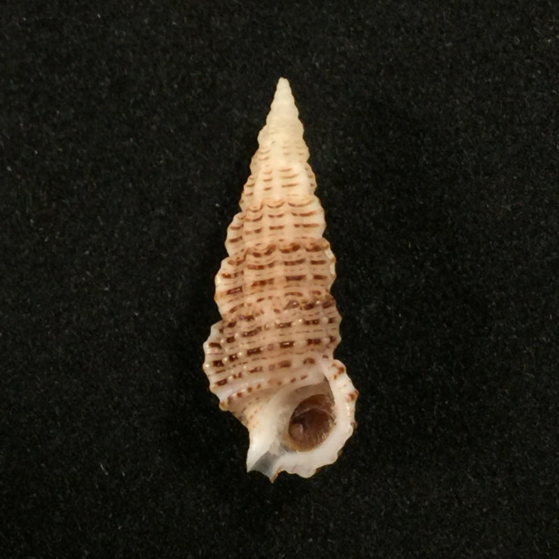 Cerithium muscarum Say, 1822 - 19,6mm