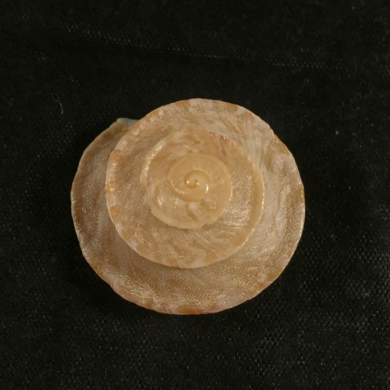 Alabastrina homadensis J. Ahuir, 2018 - 24,9mm