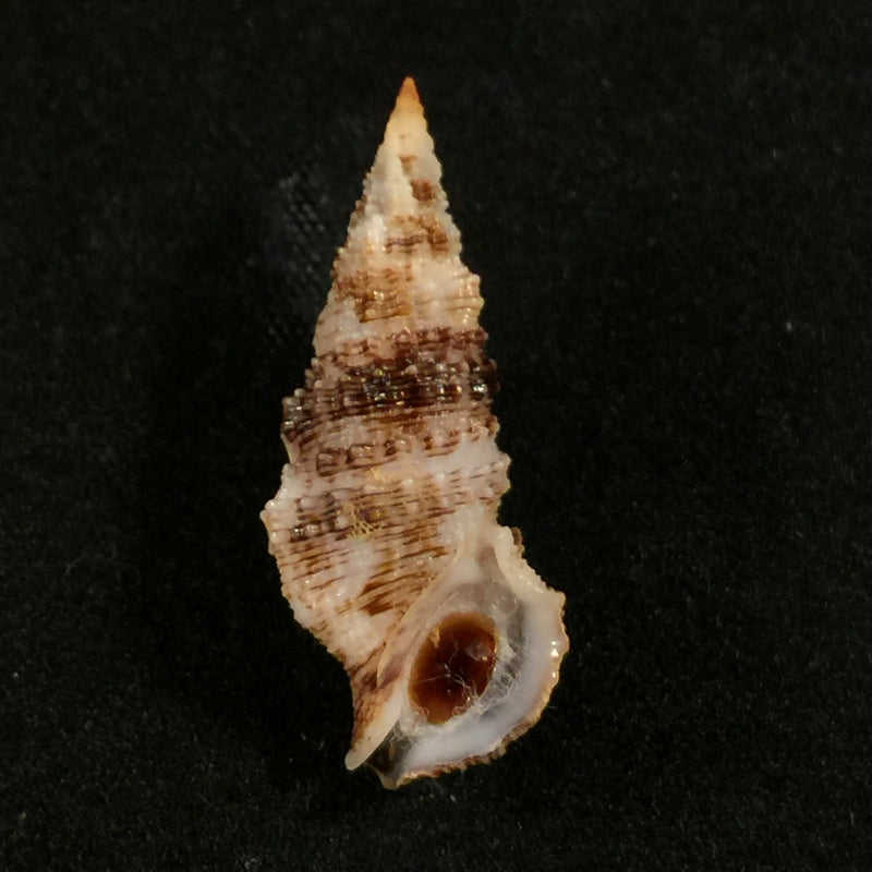 Cerithium atratum (Born, 1778) - 27,1mm