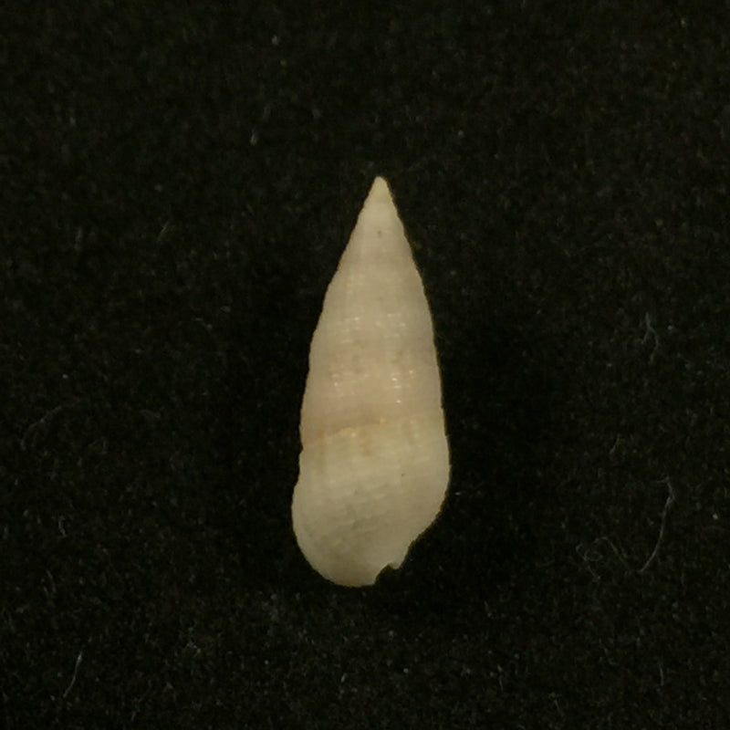 Cerithium nesioticum Pilsbry & Vanatta, 1906 - 12mm