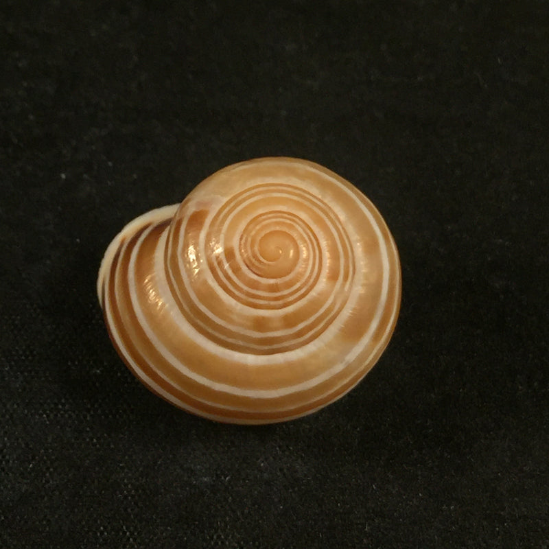 Alabastrina tilmiratensis Pallary, 1933- 24,4mm