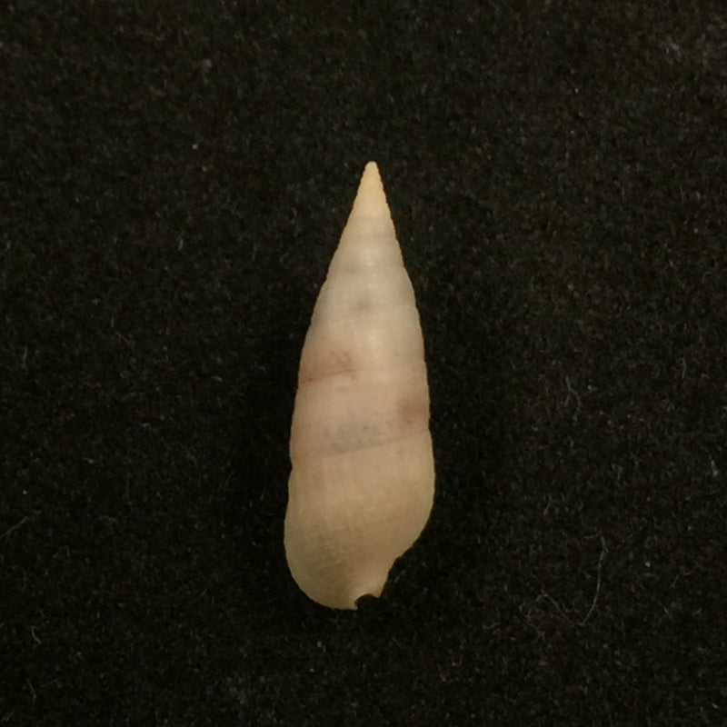 Cerithium nesioticum Pilsbry & Vanatta, 1906 - 14,2mm