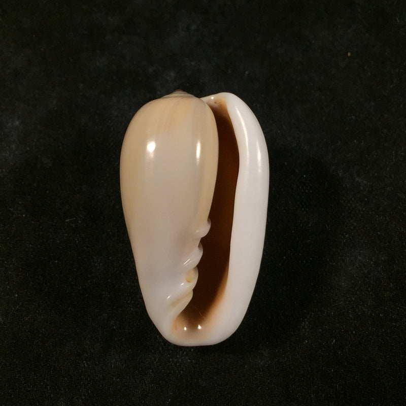 Prunum poulosi Lipe, 1996 - 31,3mm