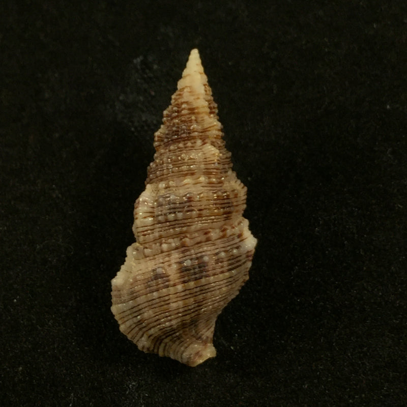 Cerithium atratum (Born, 1778) - 24,1mm