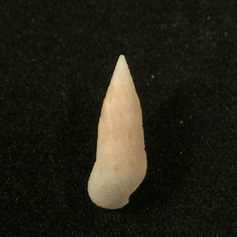 Cerithium nesioticum Pilsbry & Vanatta, 1906 - 13,1mm