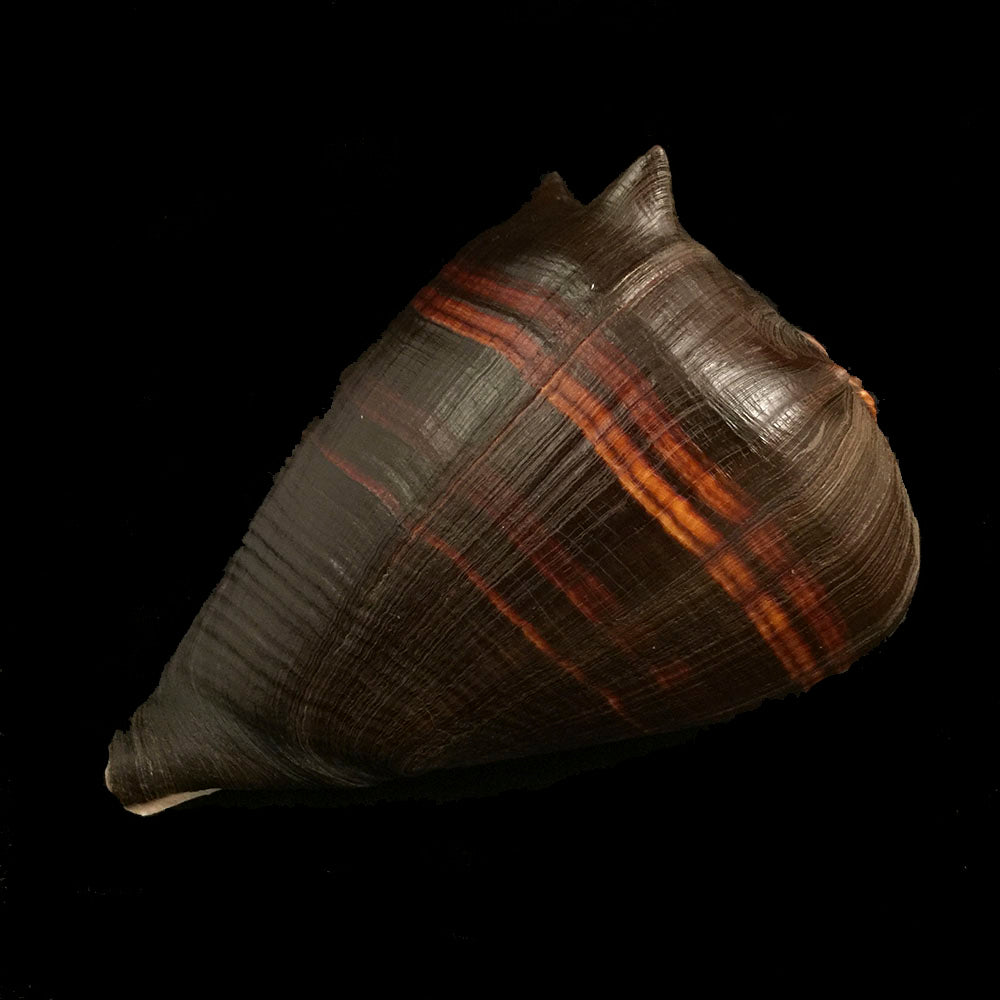 Melongena patula Broderip & Sowerby, 1829 - 128,4mm